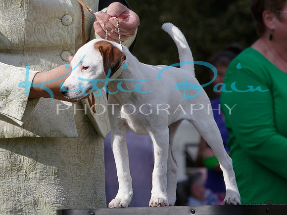 KBP26225