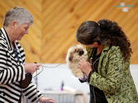 Heretaunga Plains Toy Dog Society