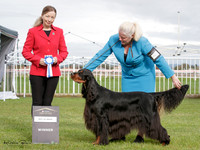 Gundogs