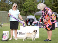 Best in Show - Open