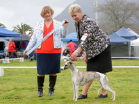 Hounds