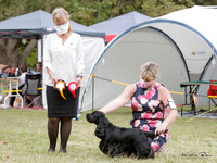 Gundogs