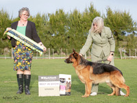 Best in Show
