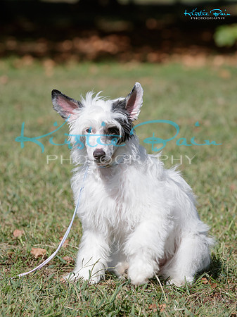 KBP27333