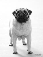 Auckland Pug Dog Club