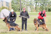 Long Stock Coat Dogs