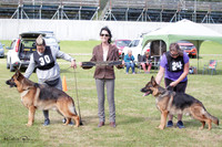 Stock Coat Dogs