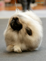 KBP24975