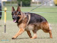 Stock Coat Dogs