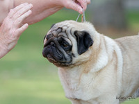 Auckland Pug Dog Club