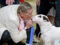 Upper Hutt & Pencarrow Kennel Associations