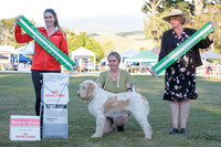 Best in Show